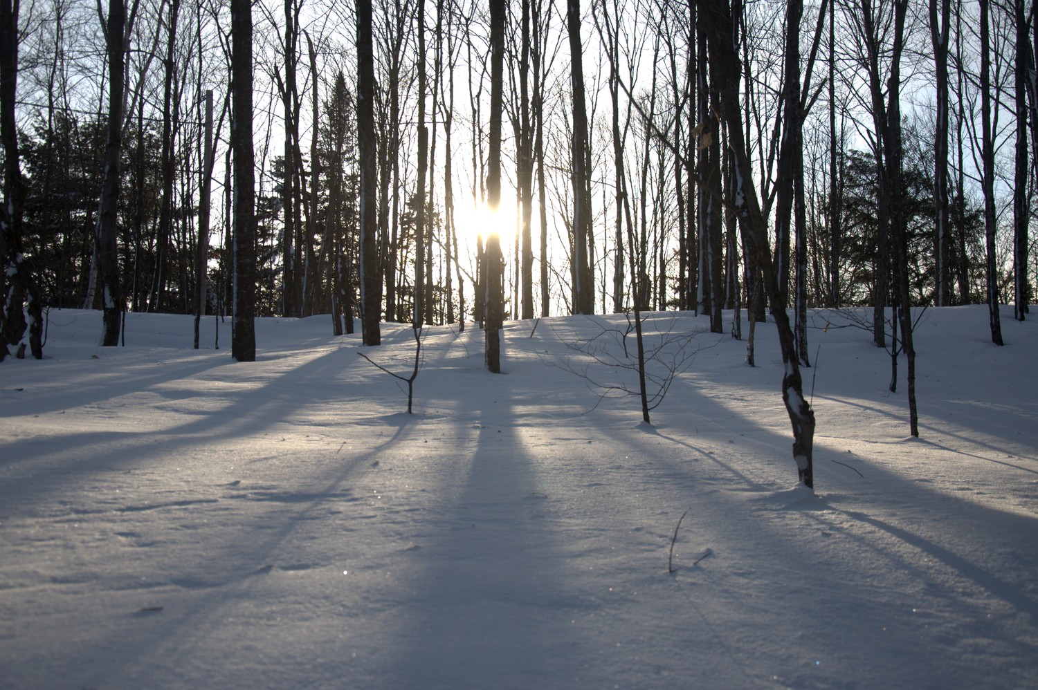 Vous avez dit quel froid ?